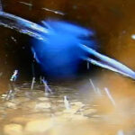 Reparatie conducta de canalizare prin camasuire interioara ShortLiner in Targu Mures